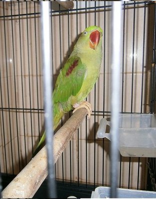 Parrot - Ringneck/Psittacula Bird