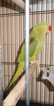 Parrot - Ringneck/Psittacula Bird