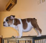 English Bulldog - Amberly - English Bulldog Dog