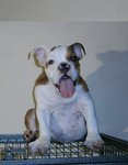 English Bulldog - Amberly - English Bulldog Dog