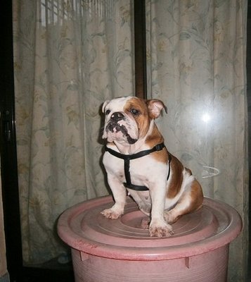 English Bulldog - Amberly - English Bulldog Dog