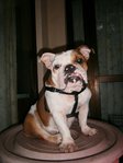 English Bulldog - Amberly - English Bulldog Dog