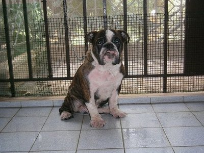 English Bulldog - Forest - English Bulldog Dog