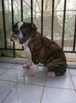 English Bulldog - Forest - English Bulldog Dog