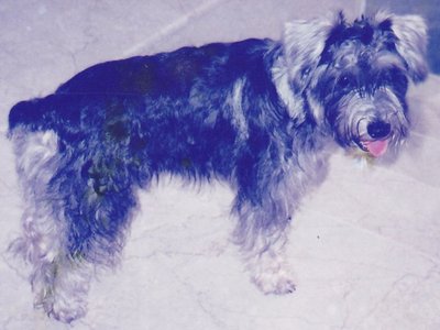 Clinton - Schnauzer Dog