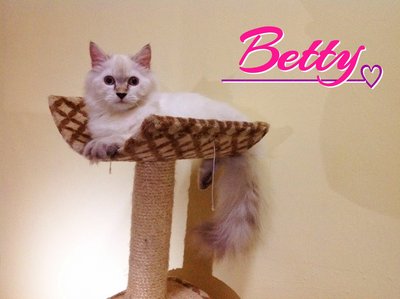 Betty - Ragdoll + Persian Cat