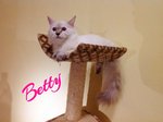 Betty - Ragdoll + Persian Cat