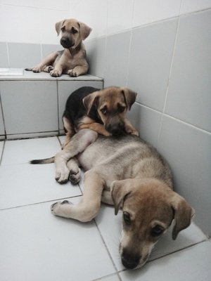 The 3 Musketeers - Mixed Breed Dog