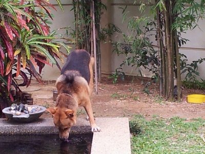 Happy - Mixed Breed Dog