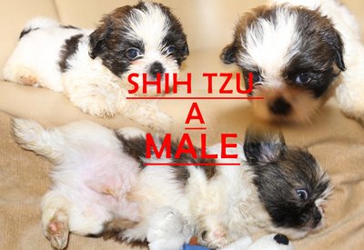 Shih Tzu - Shih Tzu Dog