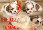 Shih Tzu - Shih Tzu Dog