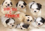 Shih Tzu - Shih Tzu Dog