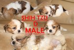 Shih Tzu - Shih Tzu Dog