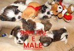 Shih Tzu - Shih Tzu Dog