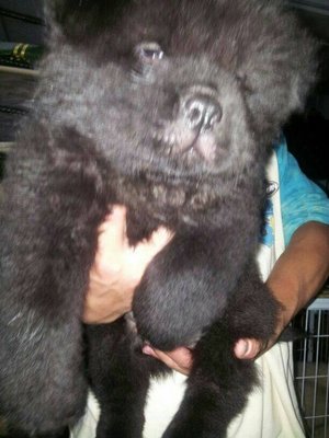 Imported Blood Lined Chowchow - Chow Chow Dog