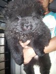 Imported Blood Lined Chowchow - Chow Chow Dog