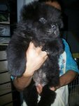 Imported Blood Lined Chowchow - Chow Chow Dog