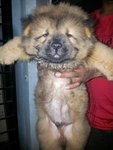 Imported Blood Lined Chowchow - Chow Chow Dog