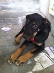 Cute Puppy - Rottweiler Mix Dog