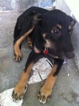 Cute Puppy - Rottweiler Mix Dog