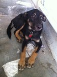 Cute Puppy - Rottweiler Mix Dog