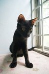 X (Adopted) Mickey - Domestic Short Hair Cat