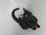 X (Adopted) Mickey - Domestic Short Hair Cat