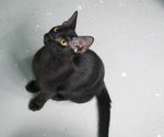 X (Adopted) Mickey - Domestic Short Hair Cat