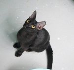 X (Adopted) Mickey - Domestic Short Hair Cat
