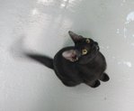 X (Adopted) Mickey - Domestic Short Hair Cat