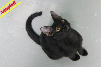 X (Adopted) Mickey - Domestic Short Hair Cat