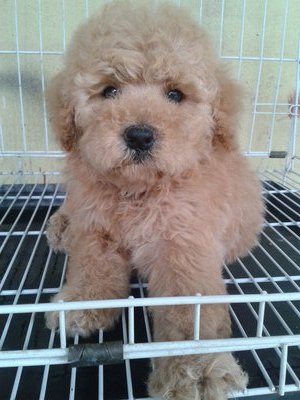 Cute3 Female Toy Poodle - Poodle Dog