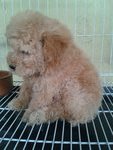 Cute3 Female Toy Poodle - Poodle Dog