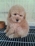 Cute3 Female Toy Poodle - Poodle Dog