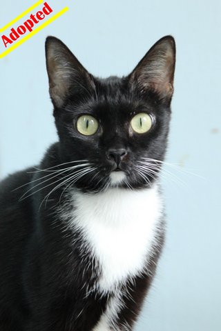 X (Adopted) Mayki - Minnie (♀)  - Domestic Short Hair Cat