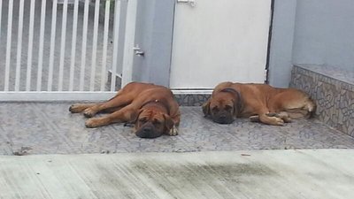 Mastiff N Fifi - Bullmastiff Dog