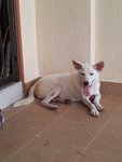 Milky - Mixed Breed Dog