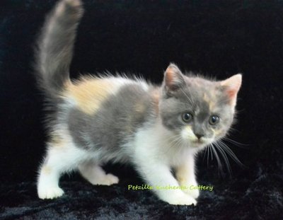 Delilah Au Petzilla - Exotic Shorthair + Domestic Long Hair Cat