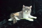 Delilah Au Petzilla - Exotic Shorthair + Domestic Long Hair Cat