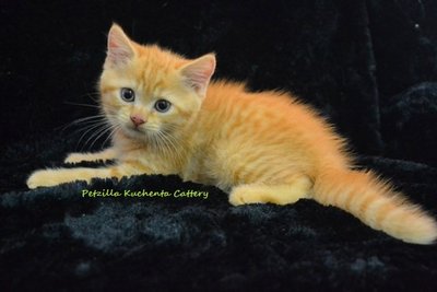 Danny Au Petzilla - Exotic Shorthair Cat