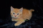 Danny Au Petzilla - Exotic Shorthair Cat