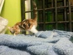 3ekor Kucing - Domestic Short Hair Cat