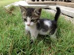 Spotty And Dotty - Domestic Medium Hair Cat