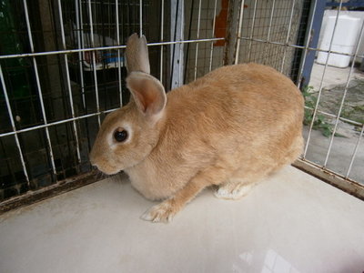 Ginny (Rabbit) - Bunny Rabbit Rabbit