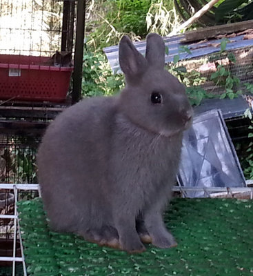Netherland Dwarf Baby 19- 20 - Netherland Dwarf Rabbit