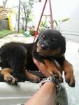 Big Bone Rottweiler Puppy  - Rottweiler Dog