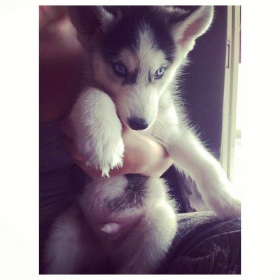 Hurley - Siberian Husky Dog