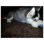 Hurley - Siberian Husky Dog