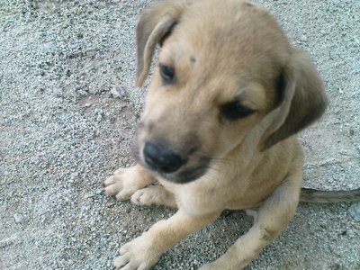 Labrador Mix (Happy) - Mixed Breed Dog