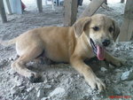 Labrador Mix (Happy) - Mixed Breed Dog